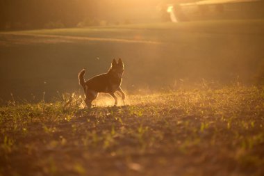 Gün batımında köpek, tarlada serbestçe koşuyor.