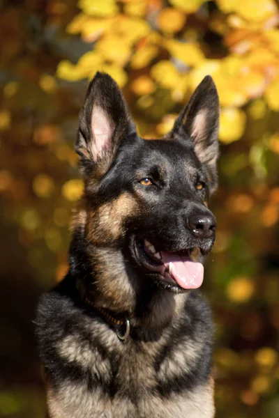 Attente Duitse Shepard Hond Portret Met Herfst Gekleurde Achtergrond — Stockfoto
