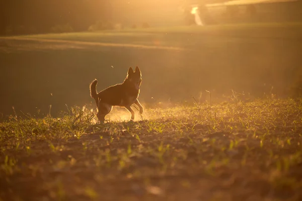 Hund Solnedgången Med Bakgrundsbelysning Kör Gratis Fält — Stockfoto