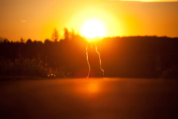 Silueta Retroiluminada Para Perros Atardecer Lobo Pastor Alemán Sentarse Delante —  Fotos de Stock