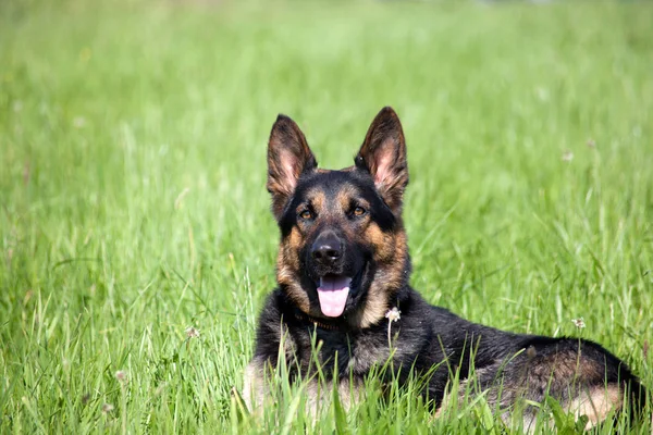 幸せな笑顔緑の牧草地でドイツの羊飼い犬 — ストック写真