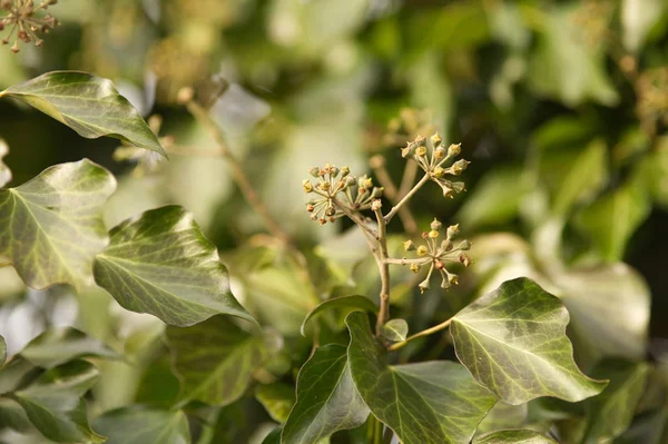 Ivy Hedera Helisa Woerner Drzewie — Zdjęcie stockowe