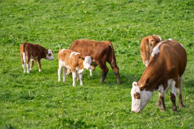 Yavru bir buzağıyla çayırda özgür inek 