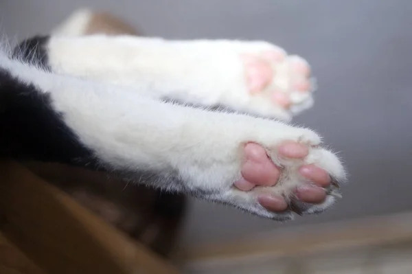 Cakar Kucing Cakar Putih Bawah Dari Kitty — Stok Foto
