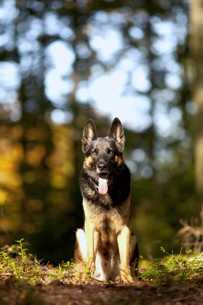 Seduto Tedesco Shepard Cane Ritratto Con Autunno Sfondo Colorato — Foto Stock