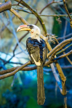 Şube üzerinde oturan bir büyük Gaga ile egzotik kuş