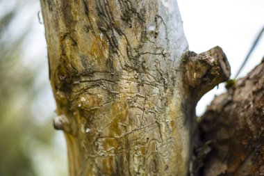 Ağaç gövdesi kabuk böcekleri tarafından tahrip