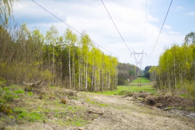 Orman glade ve yüksek gerilim hattı