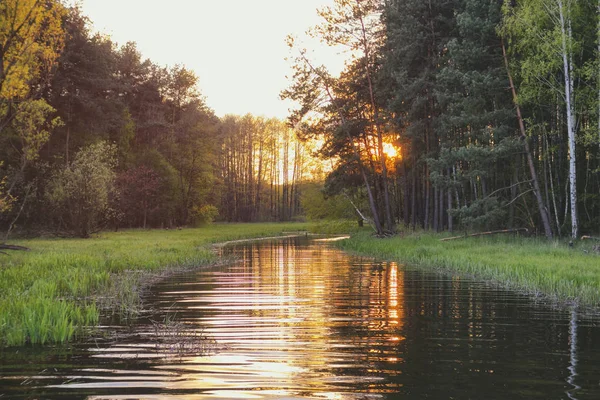 Wild river in the forest and sunset — Stock Photo, Image