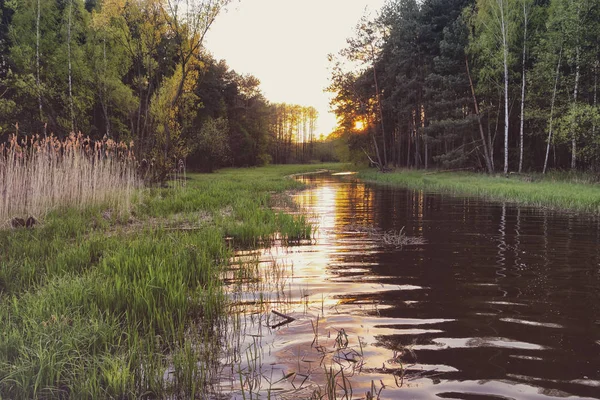 Wild river in the forest and sunset — Stock Photo, Image