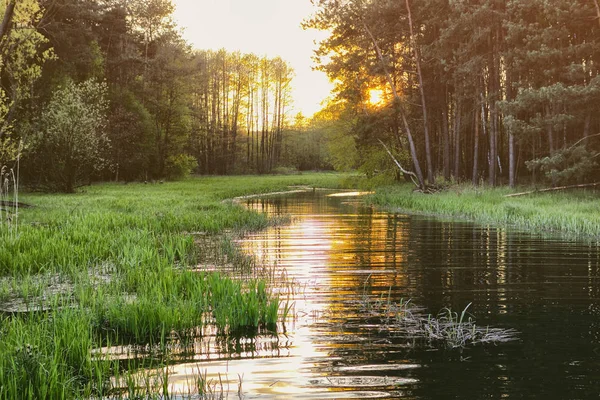 Wonderful sunset over the river in the forest — Stock Photo, Image