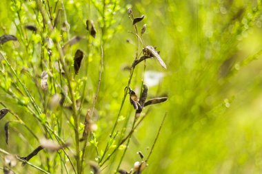 Yeşil çalı ve tohumlar