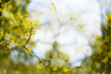 Baharda taze lahana ve yeşil yapraklar