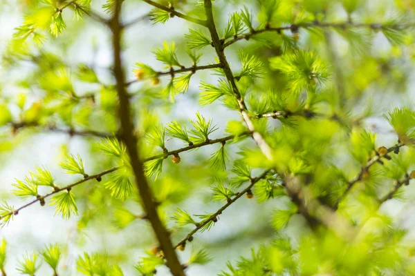 Färska och gröna kvistar av lärk i vårträdgården — Stockfoto