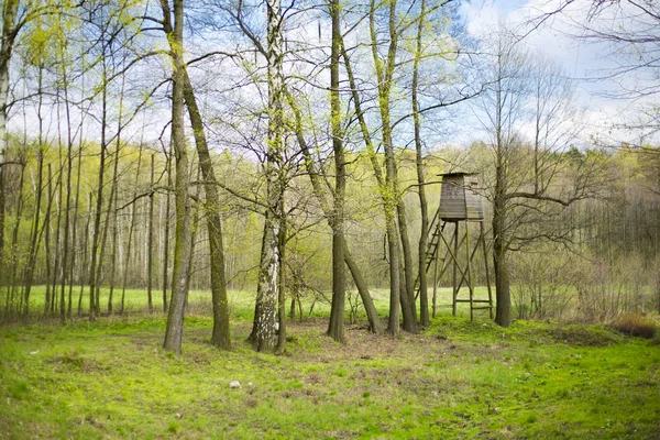 Lovci stojan mezi stromy v lese — Stock fotografie
