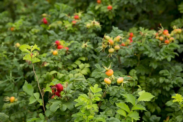 Buds of wild rose — Stock Photo, Image