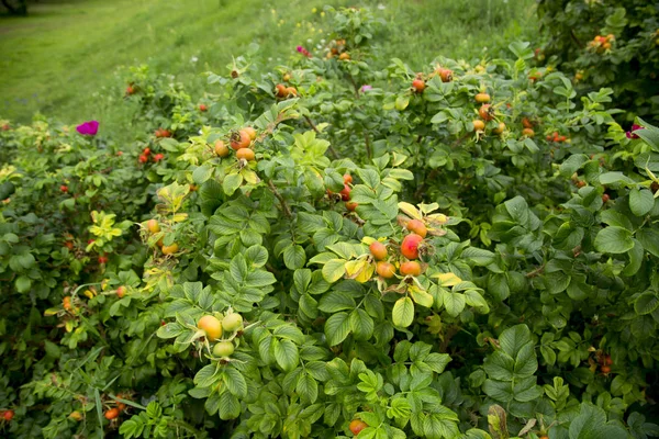 Buds of wild rose — Stock Photo, Image