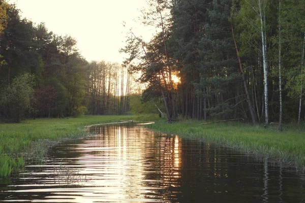 Wild river in the forest and sunset — Stock Photo, Image