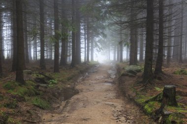 Sisli ve loş kozalaklı orman dağlarında