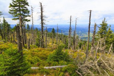 Dağ orman güçlü rüzgar tarafından harap 