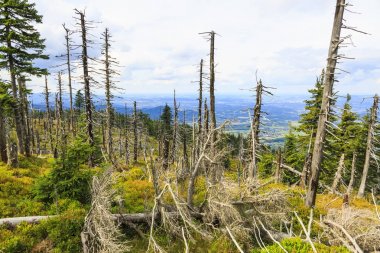 Dağ orman güçlü rüzgar tarafından harap 