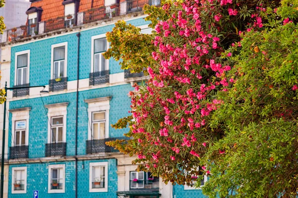 Planta de adelfa de Nerium con flores rosadas creciendo en el casco antiguo de Lisboa, Portugal — Foto de Stock