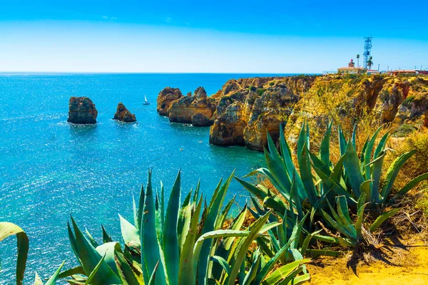 Falésias incríveis sobre a costa algarvia e uma planta suculenta agave mais próxima da cidade de Lagos em Portugal, Europa — Fotografia de Stock