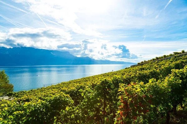 Lavaux, Zwitserland: Meer van Genève en het Zwitserse Alpen-landschap vanaf wijngaard Lavaux tarraces in het kanton Vaud — Stockfoto