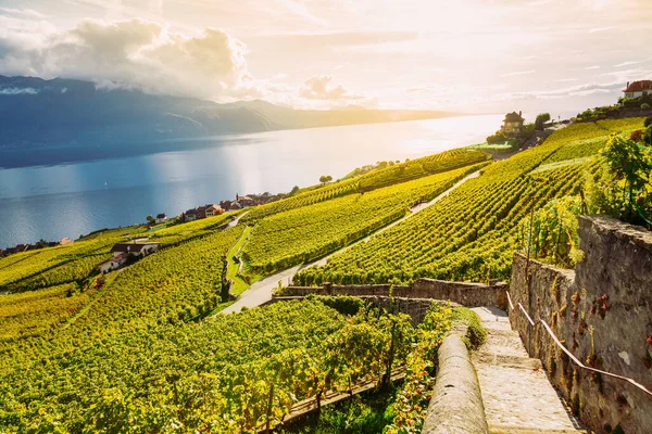 瑞士拉沃：日内瓦湖和瑞士阿尔卑斯山景观，可从沃州拉沃葡萄园远足小径看到 — 图库照片