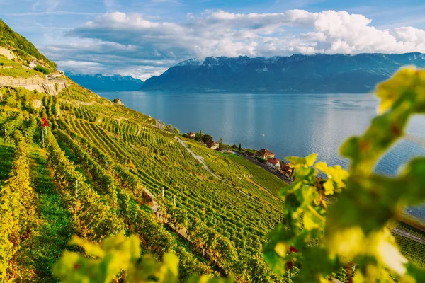 Lavaux, Suisse : Le lac Léman et le paysage alpin suisse vu du vignoble Lavaux taraudent dans le canton de Vaud — Photo