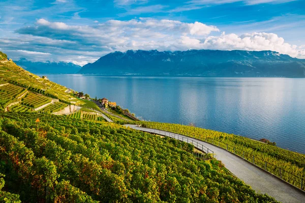 Lavaux, Suíça: Lago de Genebra e a paisagem dos Alpes Suíços vista da trilha de caminhadas entre as tarraces de vinhas de Lavaux no Cantão de Vaud — Fotografia de Stock