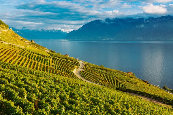Lavaux, Svizzera: il lago di Ginevra e il paesaggio delle Alpi svizzere visto dai teloni dei vigneti di Lavaux nel Canton Vaud — Foto Stock