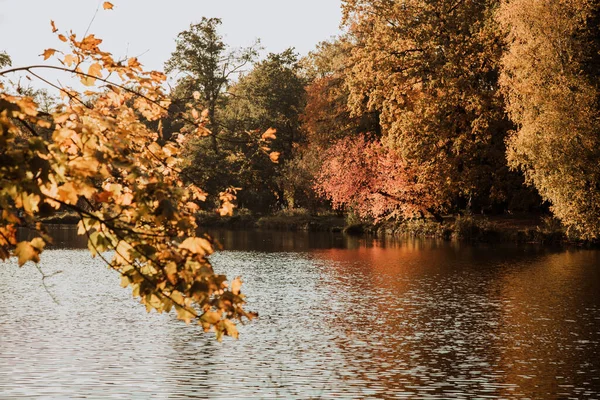 Lodz, Polônia: Árvores amarelas de outono junto ao lago no parque durante o pôr do sol — Fotografia de Stock