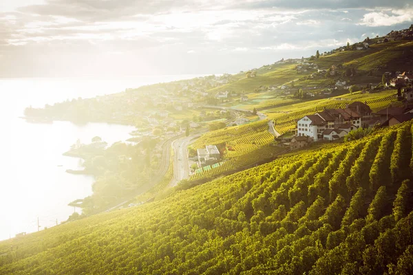 Lavaux, Switzerland: Lake Geneva and the Swiss Alps landscape seen from Lavaux vineyard tarraces during sunset, Canton of Vaud — Stock Photo, Image