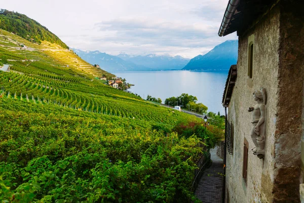 Lavaux, Svájc: Genfi-tó, zöld szőlőültetvények és régi hause a Lavaux szőlőskerti túraútvonalon Canton Vaud-ban — Stock Fotó