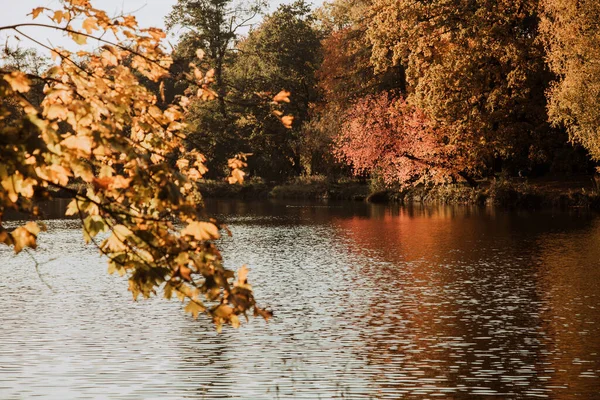 Лодзь, Польша: Желтые осенние деревья у озера в парке на закате Стоковое Изображение