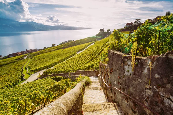 Lavaux Vineyard Terasz túraútvonal a tó és a hegyvidéki táj, Canton Vaud, Svájc — Stock Fotó