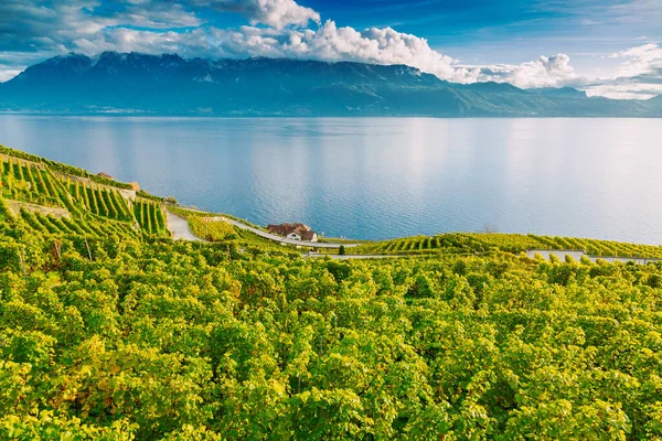 Lavaux, Suíça: Lago de Genebra e a paisagem dos Alpes Suíços vista de Lavaux vineyard tarraces no Cantão de Vaud — Fotografia de Stock