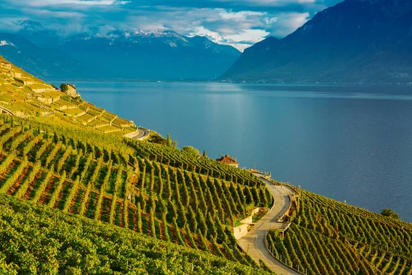 Lavaux, Switzerland: Lake Geneva and the Swiss Alps landscape seen from Lavaux vineyard tarraces in Canton of Vaud — Stock Photo, Image