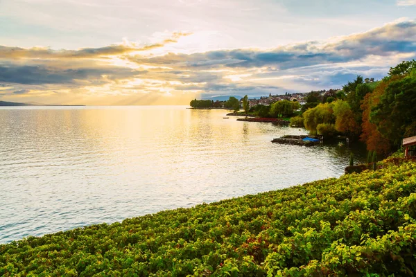 Sonnenuntergang über dem Genfersee und Traubenpflanzen im Vordergrund, Schweiz — Stockfoto