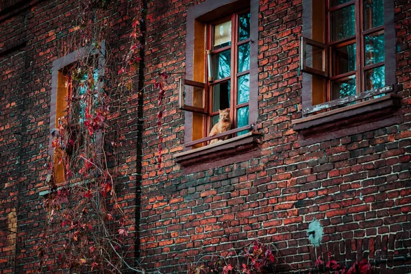 Лодзь, Польша: Кот сидит в окне старого кирпичного дома девятнадцатого века в районе Ксиезы Млын Стоковое Изображение