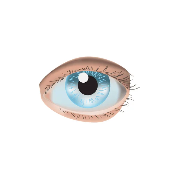Realistic Eye Close Upストックベクター ロイヤリティフリーrealistic Eye Close Upイラスト ページ 4 Depositphotos