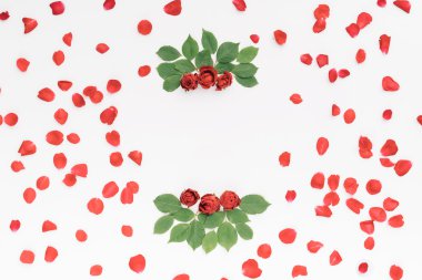 Beyaz arkaplanda kırmızı güller.