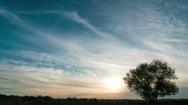 Timelapse de un árbol en crecimiento en el campo con cielo atardecer dramático — Vídeos de Stock