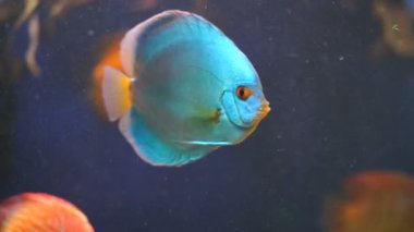 güzel akvaryum balık