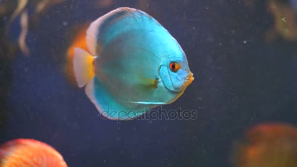 Beautiful aquarium fish — Stock Video