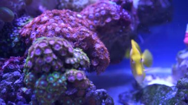 güzel akvaryum balık