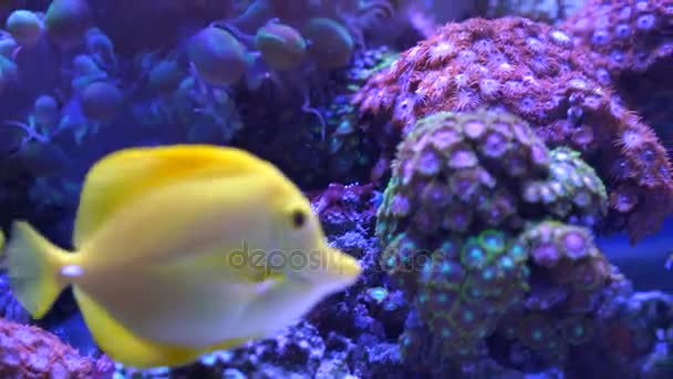 Красивые аквариумные рыбы — стоковое видео