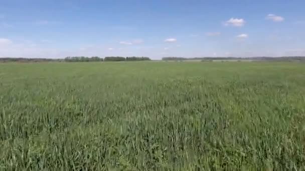 Vuelo aéreo sobre campo de hierba verde — Vídeos de Stock