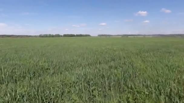 Vol aérien au-dessus d'un champ de plantes d'herbe verte — Video